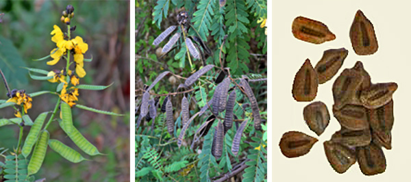Popcorn cassia produces typical legume-type pods (L and C) with small brown seeds inside (R).