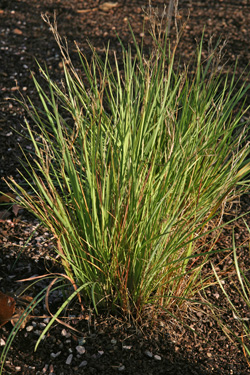 Sisyrinchium atlanticum