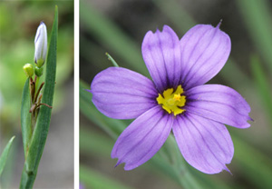 Each star-shaped flower emerges from a green spathe on the flower spike.