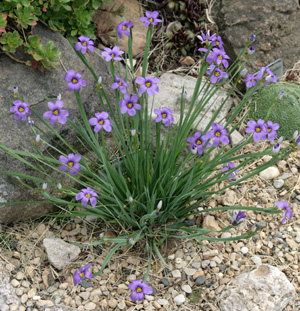 A single plant of S. angustfolium Lucerne in a rock garden.