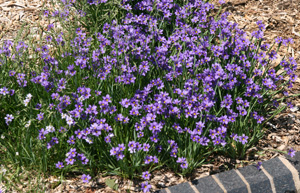 A grouping of Sisyrinchium angustifolium Lucerne.