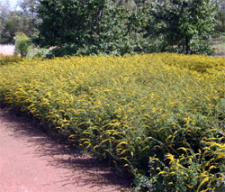 Fireworks goldenrod is dramatic grown in masses in large gardens - here at the Chicago Botanic Garden.