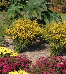 Goldenrod Fireworks adapts to many soil types.