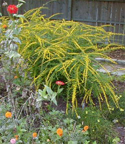 Yellow sprays of goldenrod Fireworks flowers explode in a backyard garden.