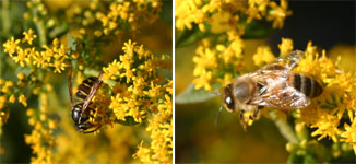 Butterflies, bees, wasps and other insects find the flowers of goldenrod Fireworks very attractive.