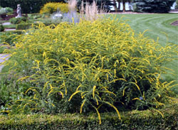 Goldenrod Fireworks is a top-rated cultivar.