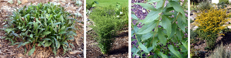 Fireworks goldenrod (L-R): emerging in spring; summer growth; leaves; and flowering.
