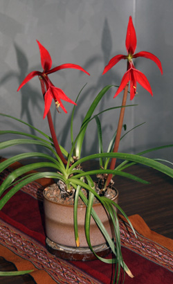 Aztec lily in bloom.