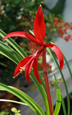 Aztec lily flower.