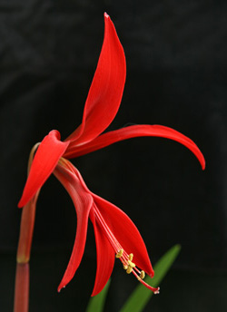 Aztec lily blooms best in full sun.