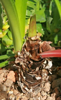 New leaves emerging from bulb that has bloomed.