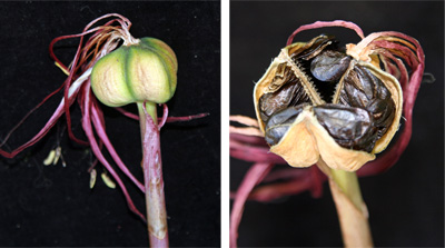 Seedpod (L) and seeds in pod (R).