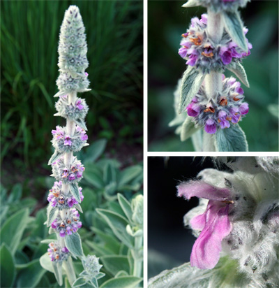 The tiny, two-lipped flowers (lower R) are borne in clusters along the stem (L and upper R).