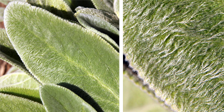 The large leaves are densely covered with hairs that give the characteristic furry look.