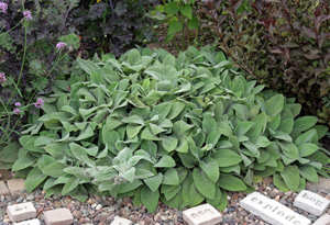 Stachys byzantina Big Ears.