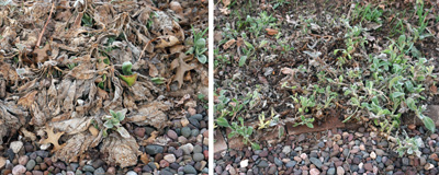 Dead foliage (L) should be removed (R) in early spring to improve the apprearance of the clumps.