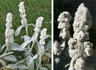 The sterile plants produce flowering stems with fuzzy clusters where the flowers would normally be.