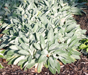 Cotton Boll grows mats of silvery foliage.