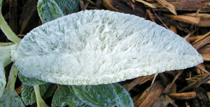 The leaves are densely covered with short hairs for a woolly appearance.