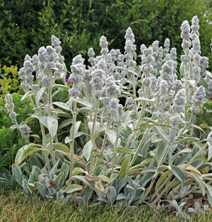 Lamb's Ear, Stachys byzantina, 'Cotton Boll' - Wisconsin Horticulture