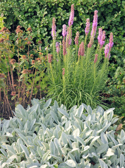 The foliage of this cultivar of lambs ear combines well with other perennials.