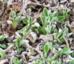 Cotton Boll in early spring.