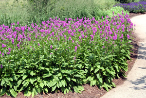 A drift of Stachys Hummelo in bloom.