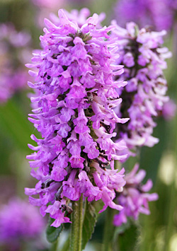 The bright pink-purple flowers.