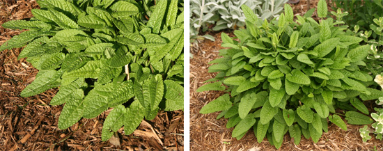 Basal rosettes emerge in spring and gradually expand outward.