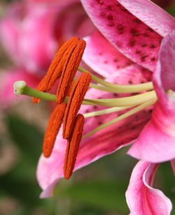 Lámina Botánica Lilium Stargazer