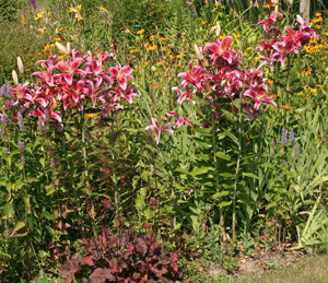 Plant lilies in groups for best effect.