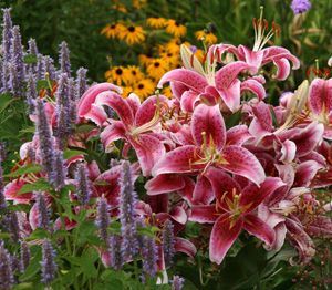 'Stargazer lily and Agastache in bloom.