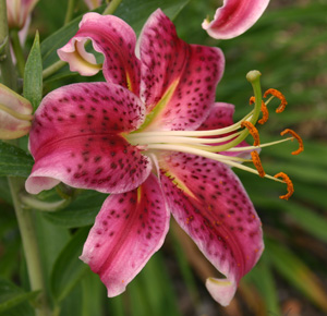 Asiatic Lilies 'Pink County