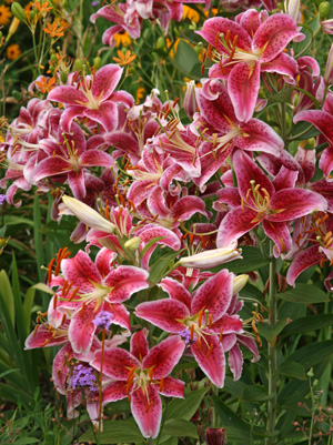 Stargazer lilies in bloom.