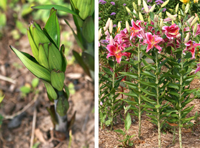 Bulbs produce strong new stems each spring (L) that rarely need staking (R).
