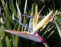 'Mandela's Gold' bird of paradise at Kirstenbosch National Botanical Garden.