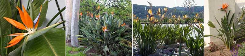 Bird of paradise is copmmonly used in residential and commercial landscaping in southern California.
