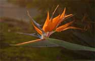 A bird of paradise flower at dusk.