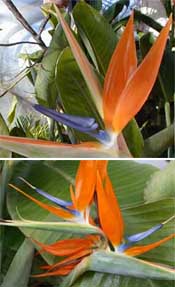 Top: the two blue petals form the nectary. Bottom: a secondary spathe produced from the primary spathe.