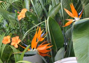 Bird of paradise can be grown as a houseplant to lend a tropical flair.