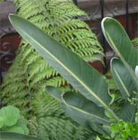 Bird of paradise has leathery leaves.