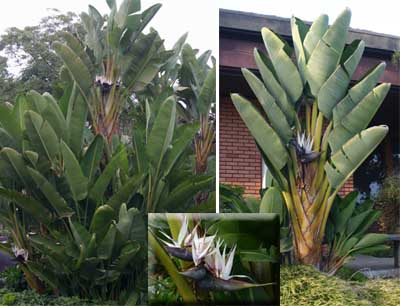 Landscape plants of white or giant bird of paradise in bloom in San Diego.