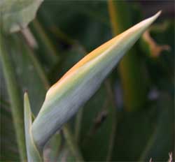 The flowers emerge from the spathe.