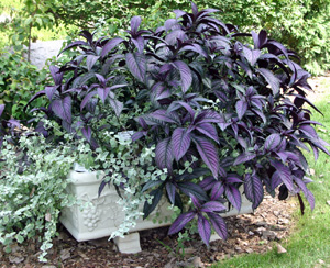 Persian shield can be used in containers.