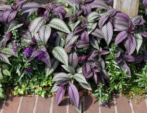 Persian kilpi, Strobilanthes dyerianus, on dramaattinen lisä mihin tahansa puutarhaan.