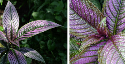 The lance-shaped leaves are an unusual color.