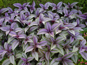 Persian shield can be planted in masses.