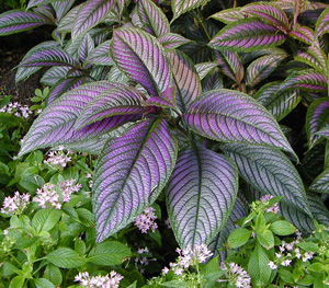 El escudo persa es estupendo para añadir contraste foliar en el jardín.