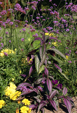 Persian shield with yellow marigolds and purple-flowered Verbena bonariensis.