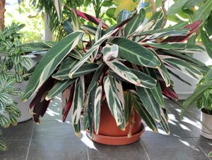Tricolor makes a dramatic container specimen for indoors or outdoors during warmer weather.